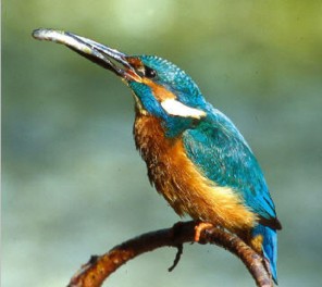  Image name: martin pescatore.jpg 
 width: 296 pixel 
 height: 264 pixel 
 Size: 19066 bytes 
 Click to enlarge 